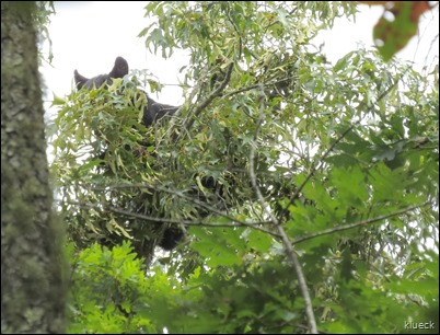 Large Bear feediing on leaves, in upper part of large tree