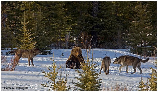 Urso pardo vs Urso polar - Página 2 1254