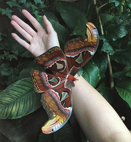 Atlas moth Claire Strickland