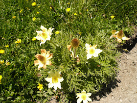 Anémone soufrée, Pulsatilla alpina apiifolia, famille: Renonculacées. anemone soufree Pulsatilla alpina Renonculacees 3.JPG