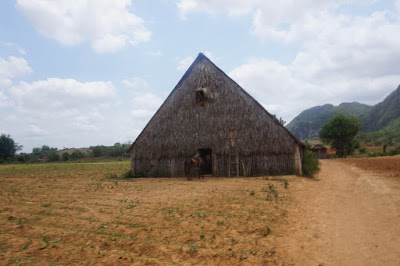 Cuba: la isla que te engancha. - Blogs of Cuba - VIÑALES (21)