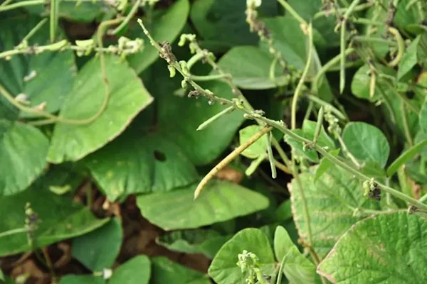 Pueraria Javanica