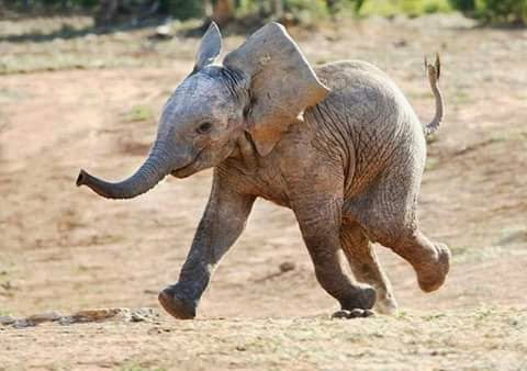 Funny Elephant Photos For Share