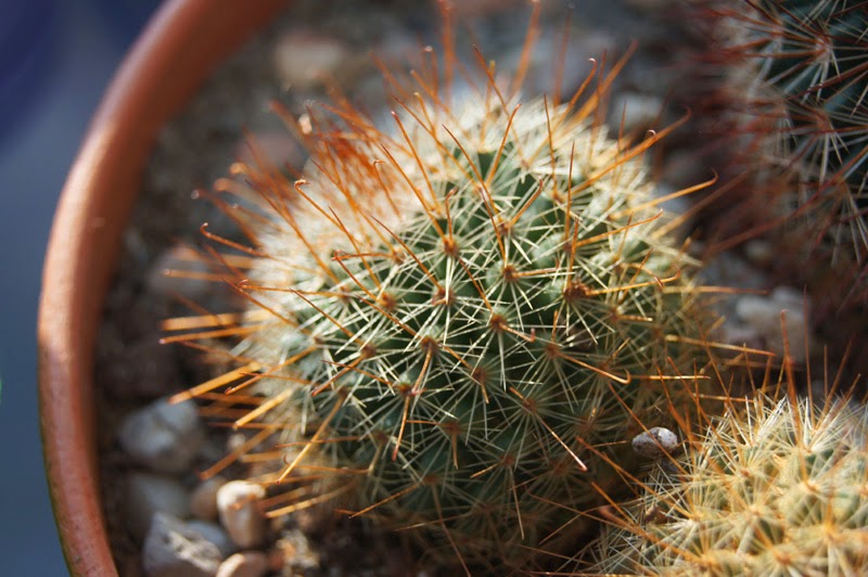 help -mammillaria  DSC07598a