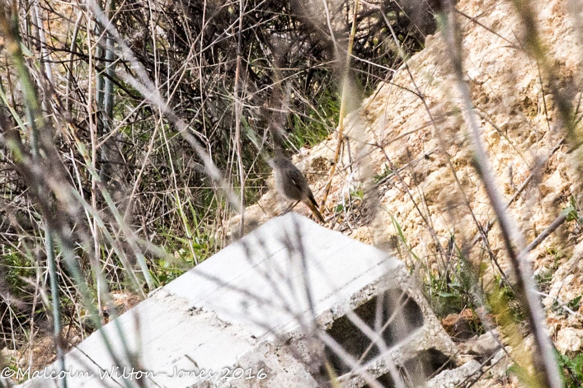 Black Redstart