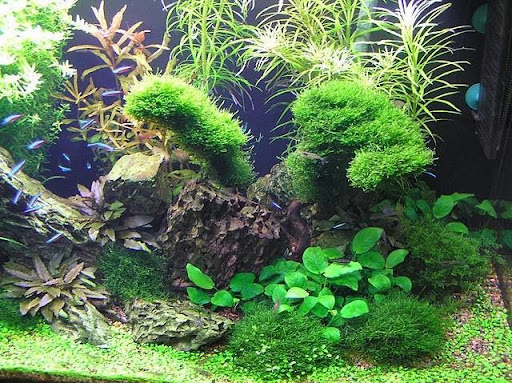Aquajardin