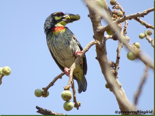 Coppersmith barbet (2)