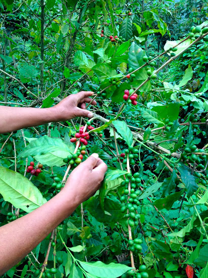 coffee plants