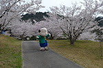 綾歌森林公園2013.3.31