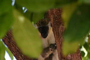 Monkey in the trees