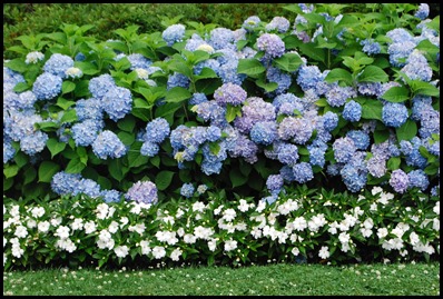 Hydrangea5