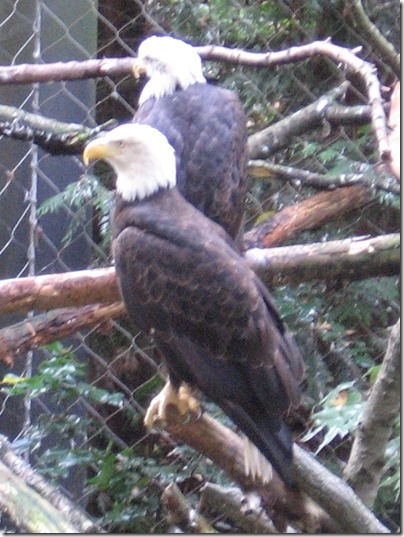 IMG_0162 Bald Eagles at the Oregon Zoo in Portland, Oregon on November 10, 2009