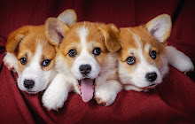 Cute Dogs HD Wallpaper New Tab small promo image