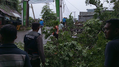 Polisi Bersihkan Pohon Tumbang di Jalan Gampong Peub Lueng Nibong