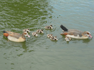 DSCF1496 Egyptian Geese on Upper Pond