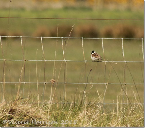 11-Reed-bunting