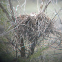 ferruginous Hawk