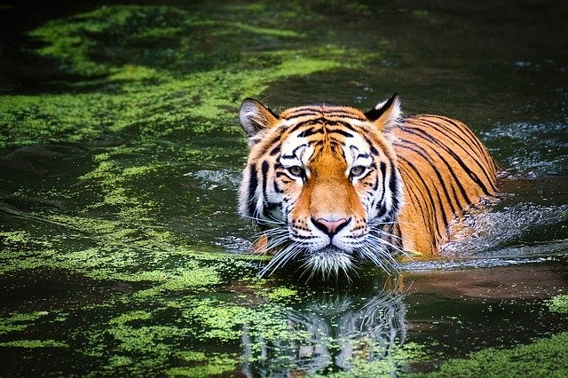 Um tigre está parado em uma sala com uma janela ao fundo.