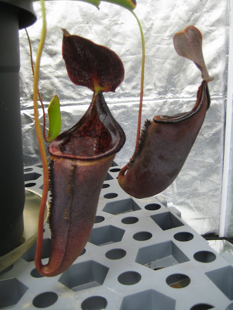 Nepenthes 2012 IMG_1333