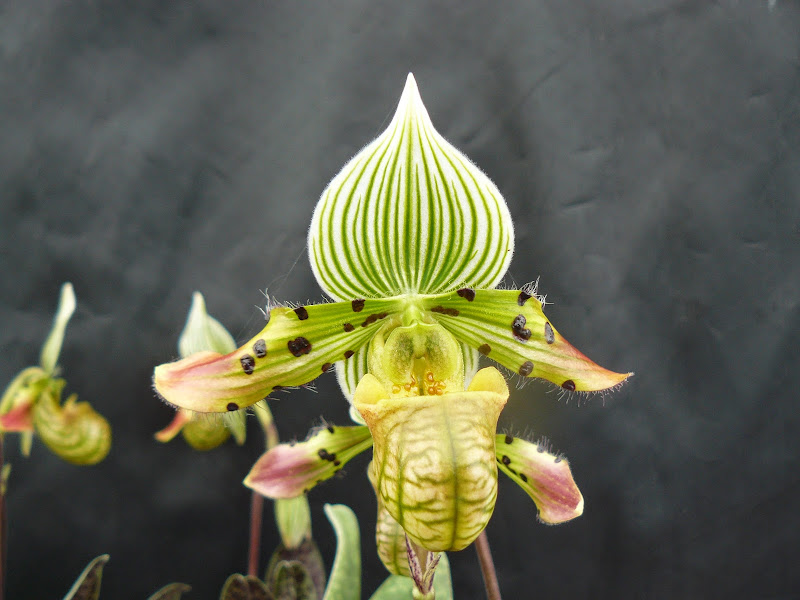 Paphiopedilum venustum P1040966