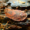 Dried leaf cockroach