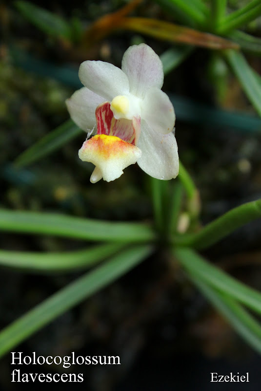 Holcoglossum flavescens IMG_2927