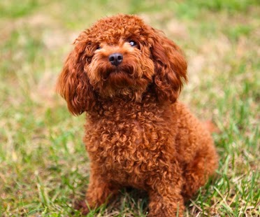 How to download Poodle Dogs Wallpaper 1.0 apk for laptop