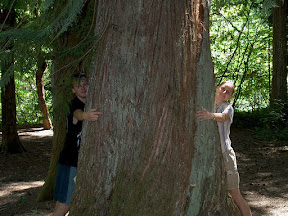 Measuring trees, Slovak-style