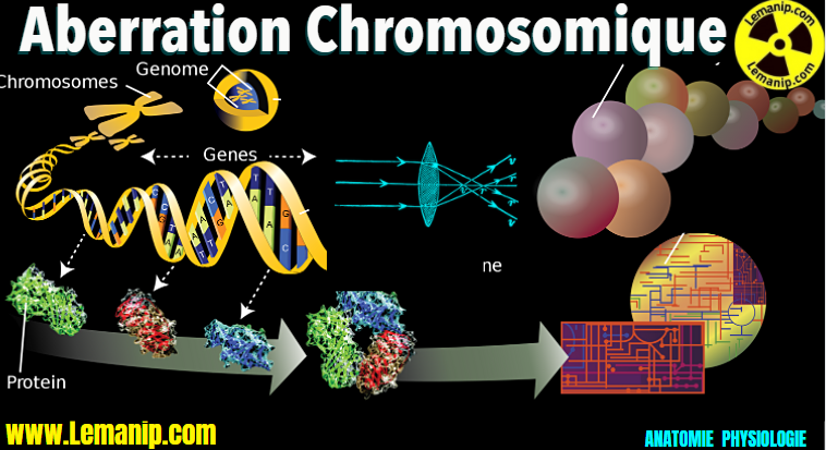 Aberration Chromosomique