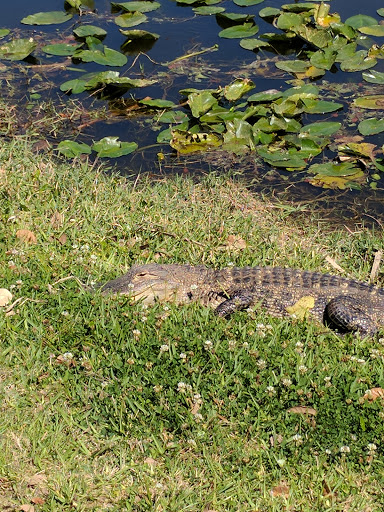 Golf Club «Sherwood Golf Club», reviews and photos, 4335 London Town Rd, Titusville, FL 32796, USA