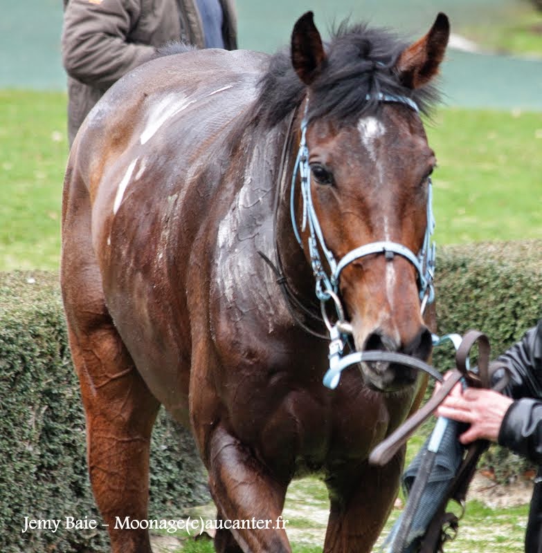 Photos Auteuil 1-03-2015 IMG_7037