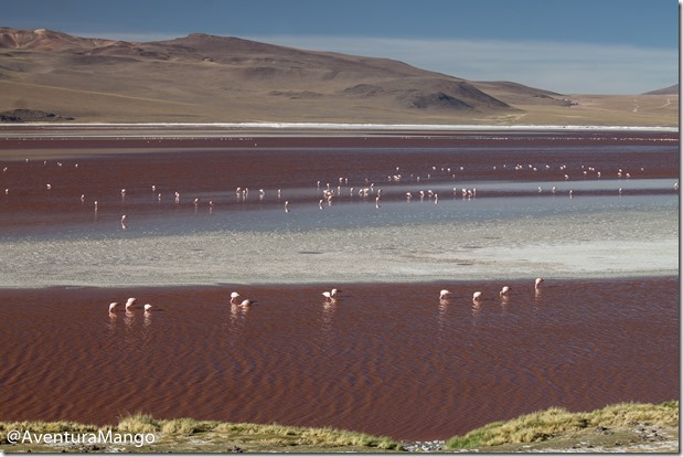 Laguna Colorada 4