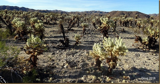 Cholla Garden