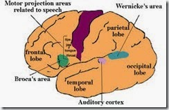 Broca's Region