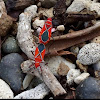 St. Andrew's Cotton Stainer