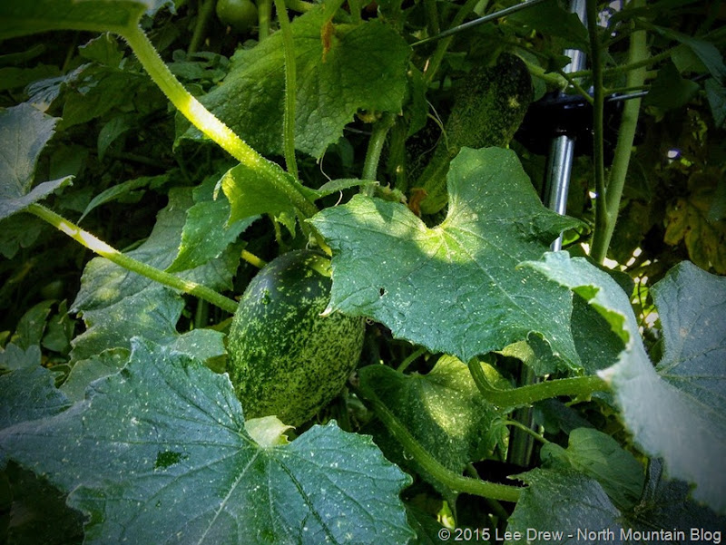 Straw Bale Garden - 28 July 2015