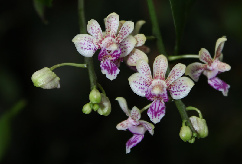 Phalaenopsis Calypso Musik (deliciosa x finleyi) - Page 2 IMG_2481