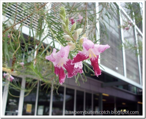 Flowers at the Bus Station