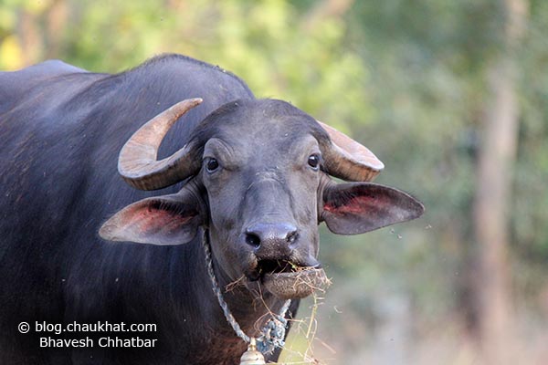 Munching Indian Buffalo