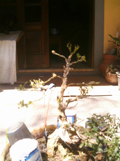 Buxus Harlandi pra reforma... IMAG0368