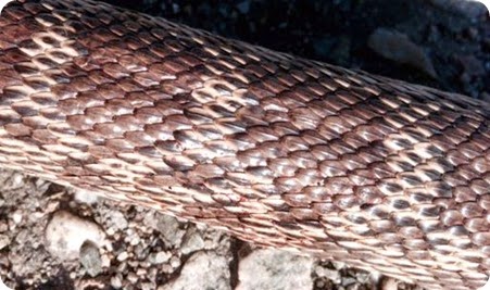 snake skin