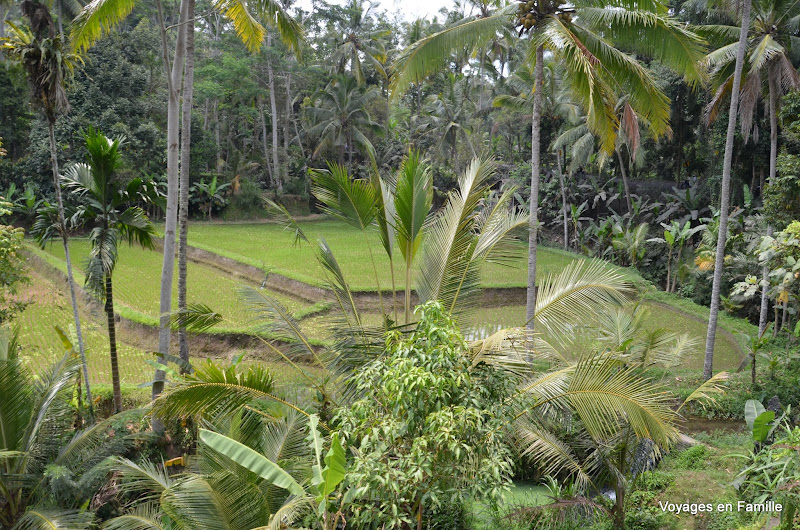 rice fields