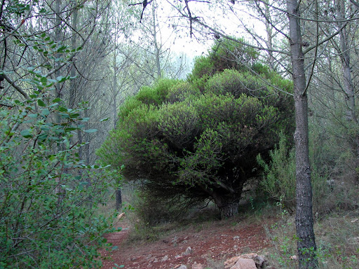 Senederismo: Onda - Pepes - Montí - Coves Gelades