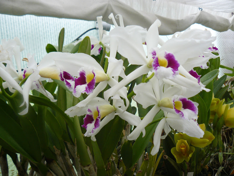 Cattleya (Laelia) purpurata f. oculata Laelia%2Bpurpurata%2Boculata