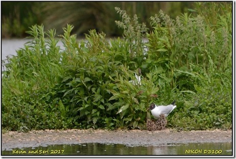 Slimbridge WWT - May