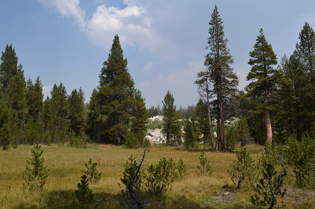 grass and trees and a rock pile