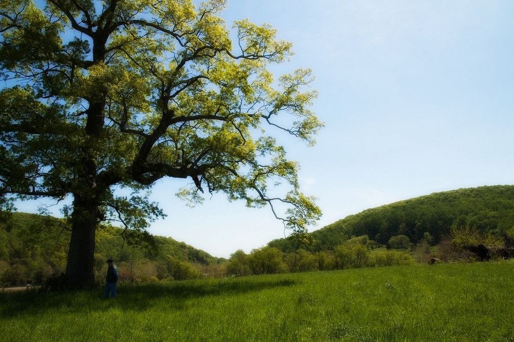 witness-trees-civil-war-1