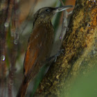 Cocoa Woodcreeper and Gecko