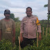 Aiptu Asriadi Anggota Polsek Takkalalla Cek Lahan Produktif Cabai yang Sudah Berbuah Dalam Rangka Dukung Ketahanan Pangan