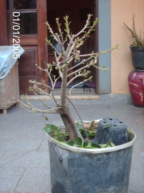 Ficus Microcarpa var. Green Island... PICT1572